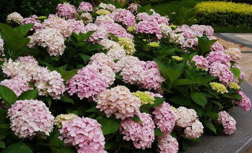 小町绣球花优缺点