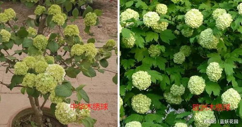 中华木绣球和欧洲木绣球的区别(中华木绣球和欧洲木绣球的区别图片及哪个好