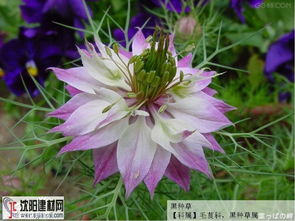 黑种草图片