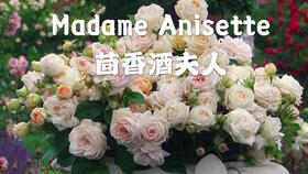 索菲罗莎月季花的优缺点