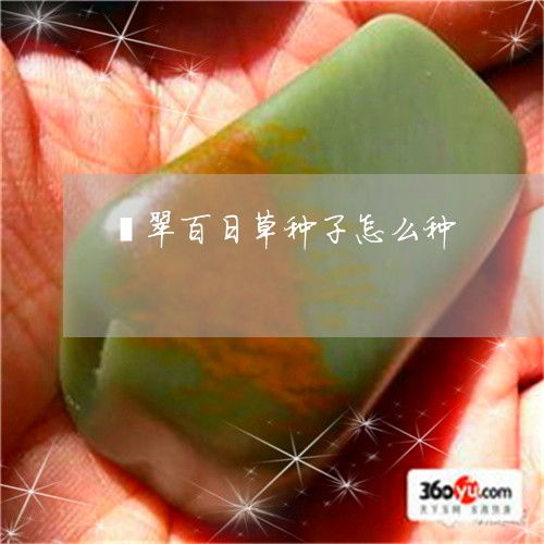 百日草种子的种植方法及时间