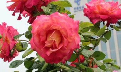 月季一年开几次花