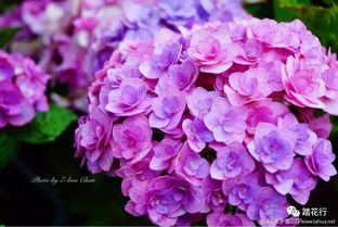 花手鞠绣球花优缺点