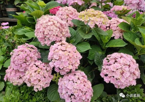 花宝绣球