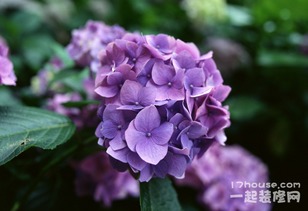 三河千鸟绣球