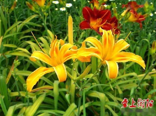 萱草品种