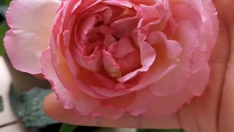 值得入的两棵伊芙月季