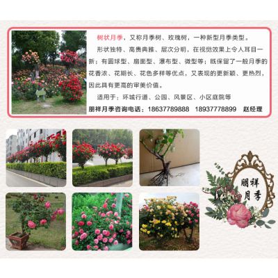 树状月季价钱