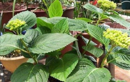 绣球开花期间施什么肥