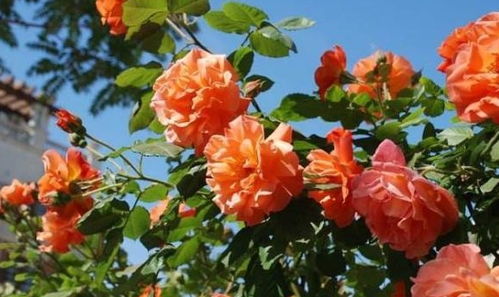 四季开花爬藤月季排名