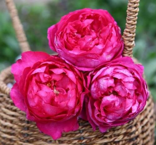 伊芙月季