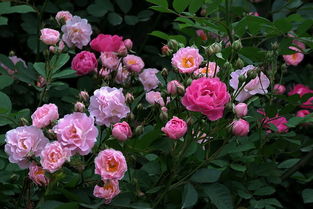 爬墙月季花