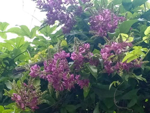 葛花树图片和紫藤图片