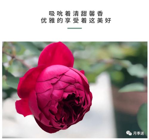 皇家胭脂月季