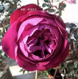 芳香花园月季