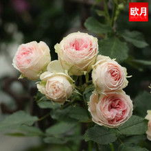 薰衣草门廊月季