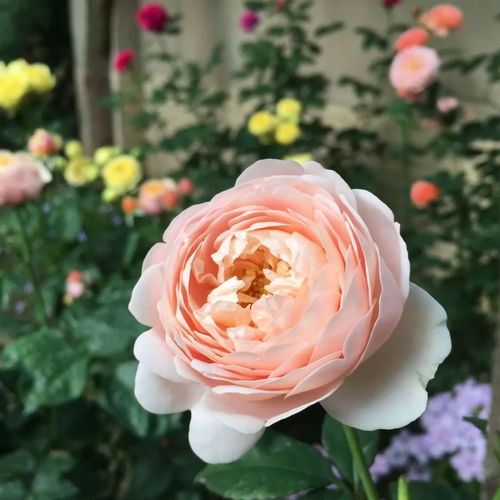 月季花语