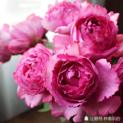 伊芙伯爵月季