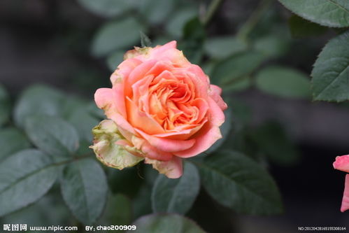 棒棒糖月季花图片大全
