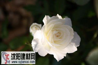 心之水滴月季优缺点