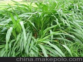 黑麦草的功效与作用