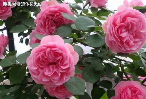 浪漫芭蕾月季