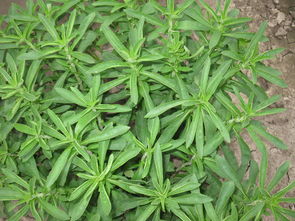 甜叶菊种子多少钱一斤