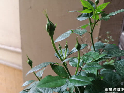果汁阳台一年开几次花
