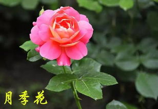 绿冰月季