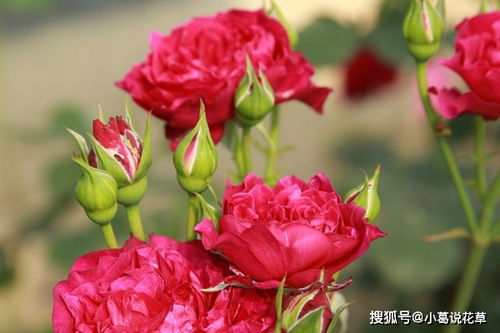 暮光之城月季