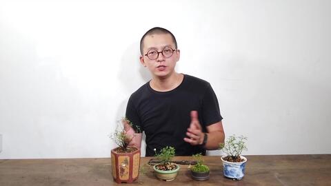 姬月季