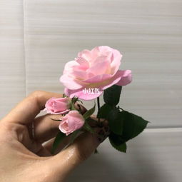 肯特公主月季的优缺点