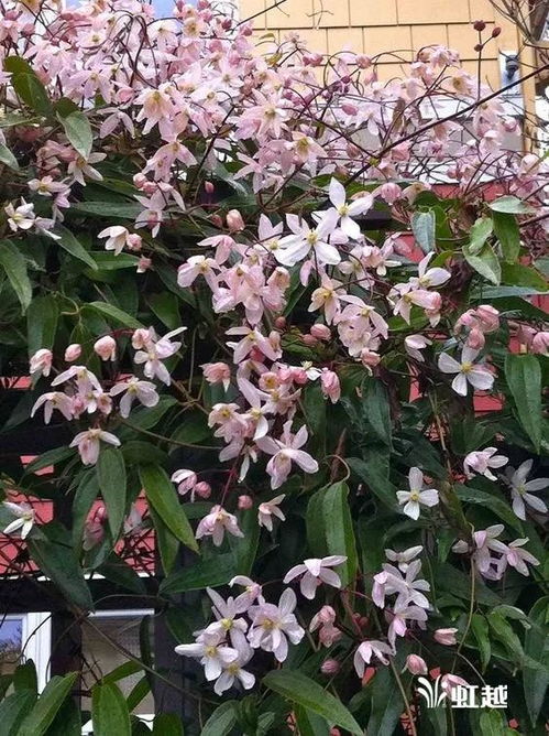 铁线莲苹果花