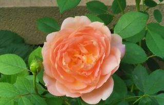 藤冰山月季优缺点有哪些