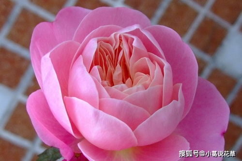 粉色月季品种