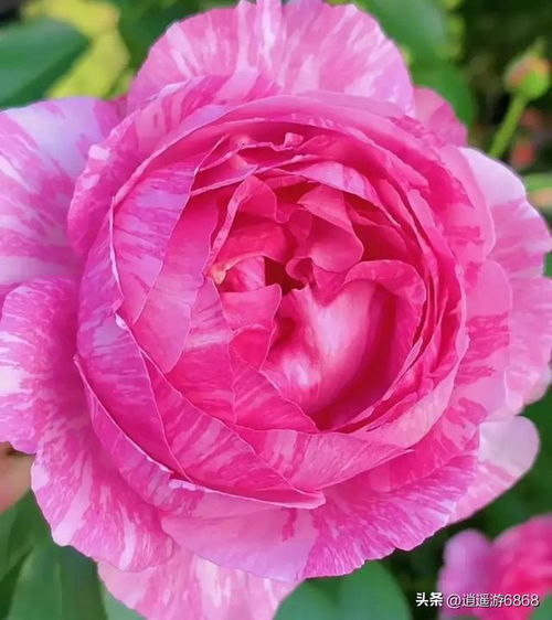 伊芙飞溅月季