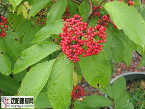 接骨木图片