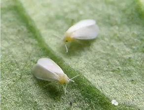 粉虱