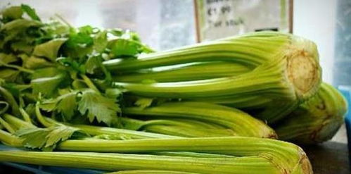 芹菜种子如何催芽