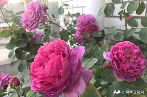 伊芙胭脂香水月季