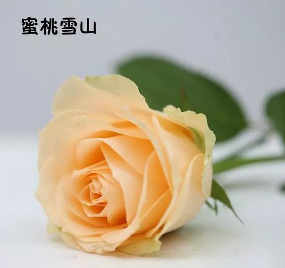 蜜桃雪山是不是香槟玫瑰