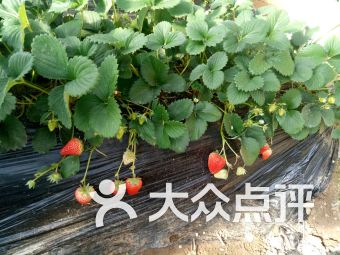 香草草莓绣球的优缺点
