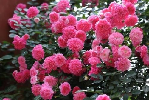 蔷薇花季