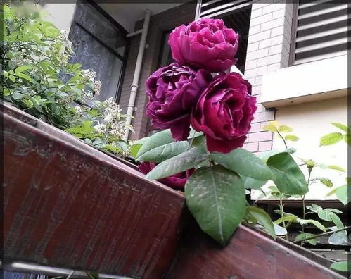 乌托邦铁线莲