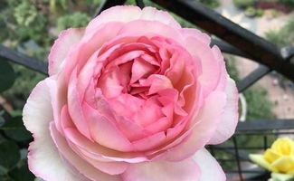 伊芙伯爵月季优缺点