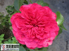 红色龙沙宝石