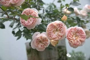 天狼月季