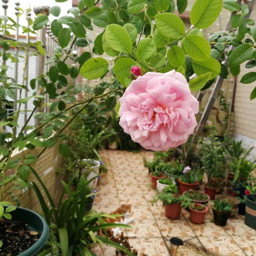 薰衣草花环和蓝色阴雨哪个好