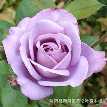 月季蓝色风暴