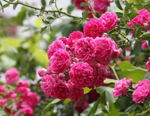 蔷薇的花期